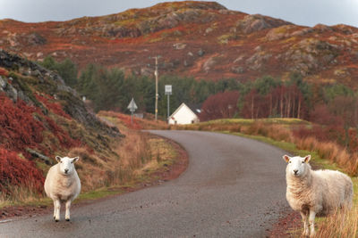 Sheep on a road