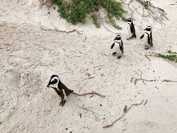 High angle view of two birds on sand