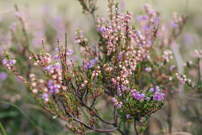 Close-up of pink flowering plants