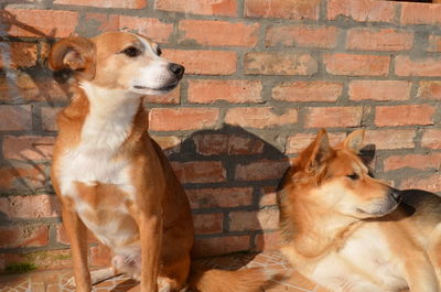 View of a dog against brick wall