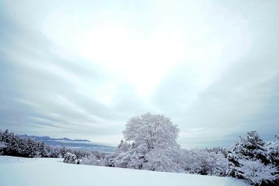 Trees on snowy field against sky