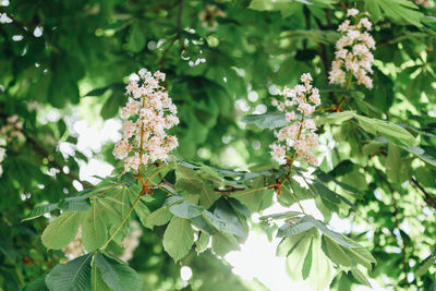 Close-up of blooming tree