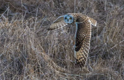 Short eared owl in flight looking