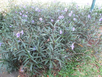 Close-up of purple flowers blooming on field