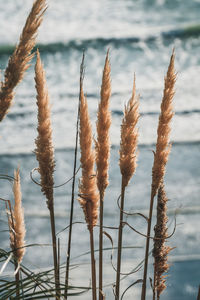 Close-up of plants growing on land