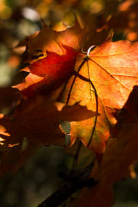 Close-up of orange leaf on tree