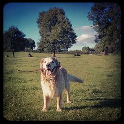 Dog standing on grassy field