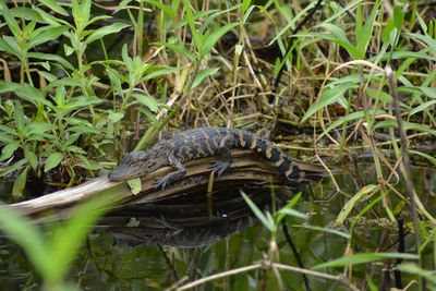 Close-up of lizard on grass