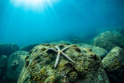 View of turtle swimming in sea