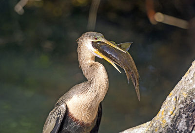 Close-up of heron perching on branch