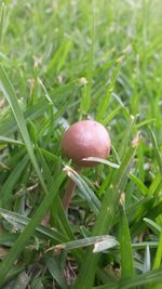 Close-up of mushroom growing on field