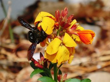 Close-up of insect on yellow flower