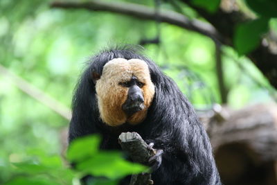 White faced saki monkey in forest