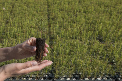 Cropped hand of woman holding plant