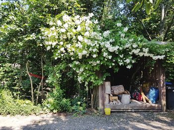 Flowering plants and trees outside house in yard