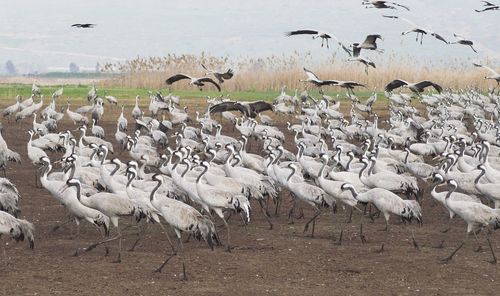 Flock of birds in the lake