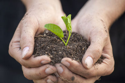Close-up of hand holding small plant
