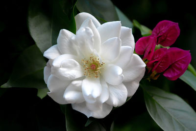 Close-up of white flowering plant