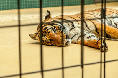Tiger sitting in cage at zoo