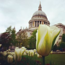 Close-up of tulips