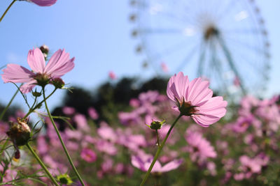 Close-up of pink cosmos flowers against sky