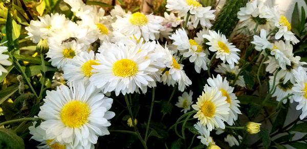 Close-up of white daisy flowers