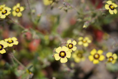 Close-up of yellow flowering plant