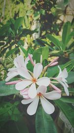 Close-up of frangipani blooming outdoors