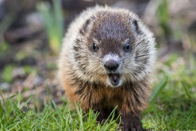 Close-up portrait of an animal on field