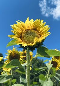 Close-up of sunflower against sky