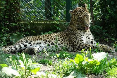 Full length of leopard lying at zoo
