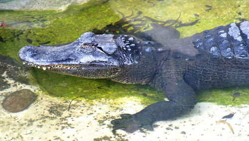 Close-up of crocodile in water