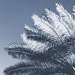 Low angle view of palm trees