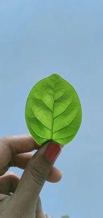 Close-up of hand holding leaf against clear sky