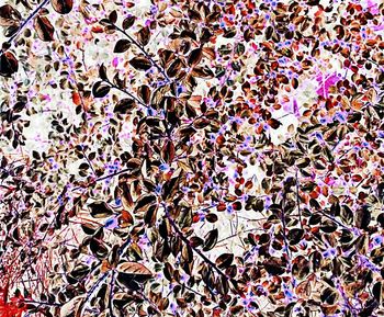 Full frame shot of autumn leaves