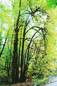 Trees in forest