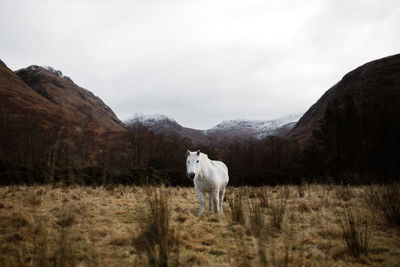 Wild white horse pasturing in dried field in mountainous valley in scottish highlands on cloudy day