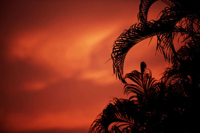 Silhouette of palm tree during sunset
