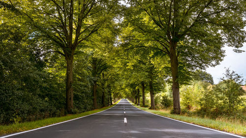 Tree-lined avenue through thuringia on summer day