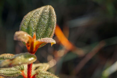 Close-up of plant