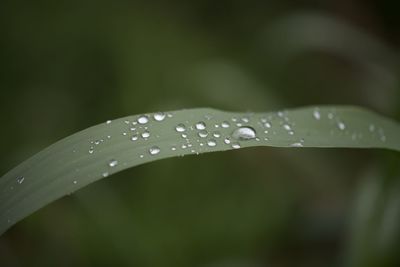 Close-up of water drops on leaves