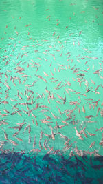High angle view of fish underwater