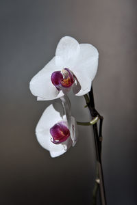 Close-up of orchid on table