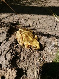 High angle view of frog on rock