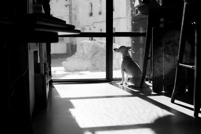 Melancholy little dog at the window