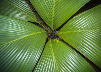 Full frame shot of palm tree leaves