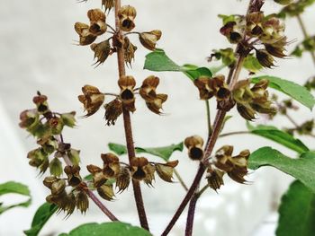 Close-up of wilted plant against sky