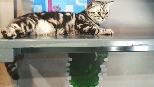 Close-up of cat relaxing