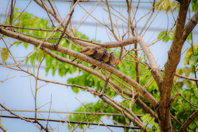 Low angle view of squirrel on tree