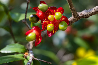 fruit